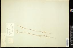Thumbnail for <i>Thysanocarpus elegans</i> <i></i> …