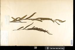 Thumbnail for <i>Lindsaea ensifolia</i> <i></i> …
