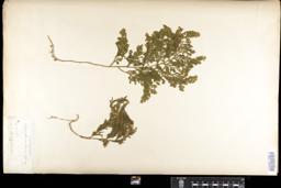 Thumbnail for <i>Selaginella caulescens</i> <i></i> …