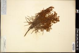 Thumbnail for <i>Acacia calamifolia</i> <i></i> …