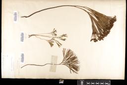 Thumbnail for <i>Schizaea dichotoma</i> <i></i> …