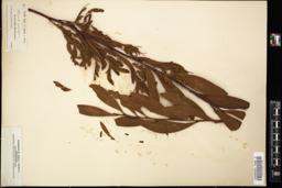 Thumbnail for <i>Acacia amara</i> <i></i> …