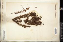 Thumbnail for <i>Acacia armata</i> <i></i> …