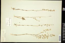 Thumbnail for <i>Thysanocarpus elegans</i> <i></i> …