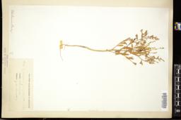 Thumbnail for <i>Cycloloma atriplicifolium</i> <i></i> …