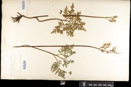 Thumbnail for <i>Botrychium daucifolium</i> <i></i> …