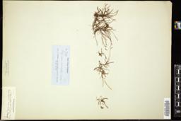 Thumbnail for <i>Polypodium serrulatum</i> <i></i> …