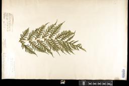 Thumbnail for <i>Pteris comans</i> <i></i> …