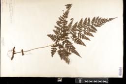 Thumbnail for <i>Davallia chaerophylla</i> <i></i> …