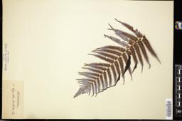 Thumbnail for <i>Cyathea dealbata</i> <i></i> …