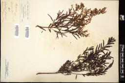 Thumbnail for <i>Acacia linifolia</i> <i></i> …