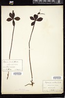 Thumbnail for <i>Isotria verticillata</i> <i></i> …