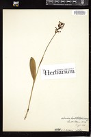 Thumbnail for <i>Platanthera clavellata</i> <i></i> …