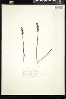 Thumbnail for <i>Spiranthes cernua</i> <i></i> …