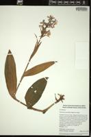 Thumbnail for <i>Platanthera grandiflora</i> <i></i> …