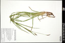 Thumbnail for <i>Carex polymorpha</i> <i></i> …