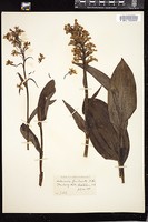 Thumbnail for <i>Platanthera grandiflora</i> <i></i> …