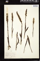 Thumbnail for <i>Spiranthes cernua</i> <i></i> …