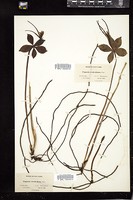 Thumbnail for <i>Pogonia verticillata</i> <i></i> …