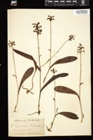 Thumbnail for <i>Platanthera clavellata</i> <i></i> …