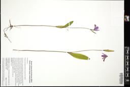 Thumbnail for <i>Pogonia ophioglossoides</i> <i></i> …