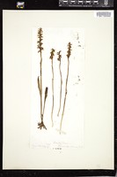 Thumbnail for <i>Spiranthes cernua</i> <i></i> …