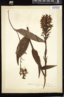 Thumbnail for <i>Platanthera ciliaris</i> <i></i> …