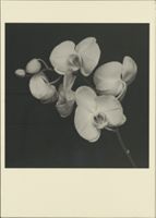 Thumbnail for Robert Mapplethorpe Laboratory …