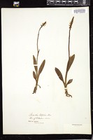 Thumbnail for <i>Spiranthes latifolia</i> <i></i> …