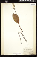 Thumbnail for <i>Amerorchis rotundifolia</i> <i></i> …