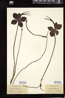Thumbnail for <i>Pogonia verticillata</i> <i></i> …