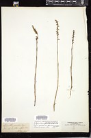 Thumbnail for <i>Spiranthes longilabris</i> <i></i> …