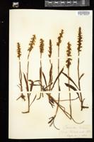 Thumbnail for <i>Spiranthes cernua</i> <i></i> …