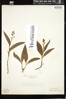 Thumbnail for <i>Maianthemum trifolium</i> <i></i> …