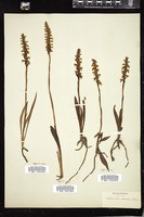 Thumbnail for <i>Spiranthes cernua</i> <i></i> …