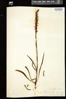 Thumbnail for <i>Spiranthes cernua</i> <i></i> …