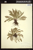 Thumbnail for <i>Asplenium trichomanes-ramosum</i> <i></i> …