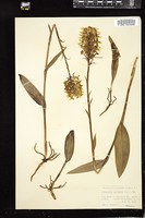 Thumbnail for <i>Platanthera ciliaris</i> <i></i> …