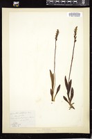 Thumbnail for <i>Spiranthes latifolia</i> <i></i> …