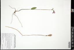 Thumbnail for <i>Pogonia ophioglossoides</i> <i></i> …